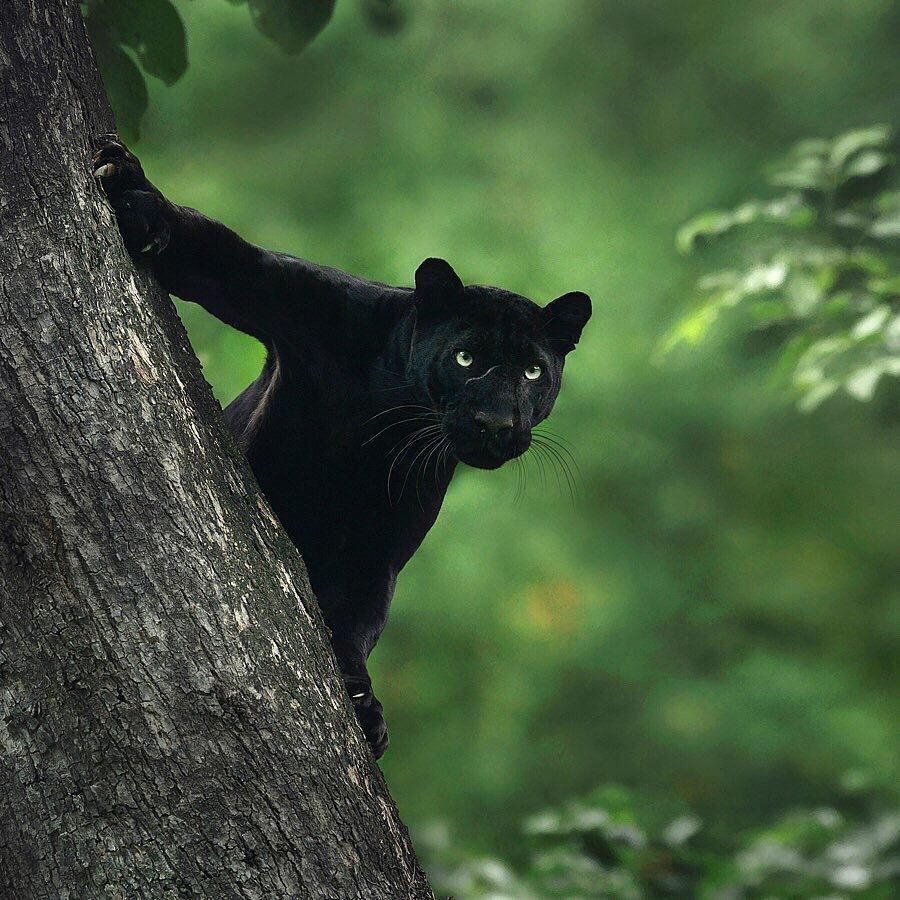 Грациозная  индийская пантера в индийских джунглях, фотограф Shaaz Jung - 8