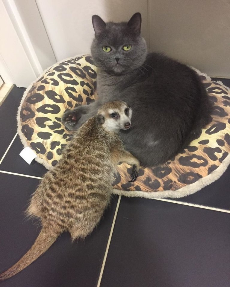 Вот такая неразлучная парочк�� друзей - кот Найс и сурикат Суря - живет в Питере