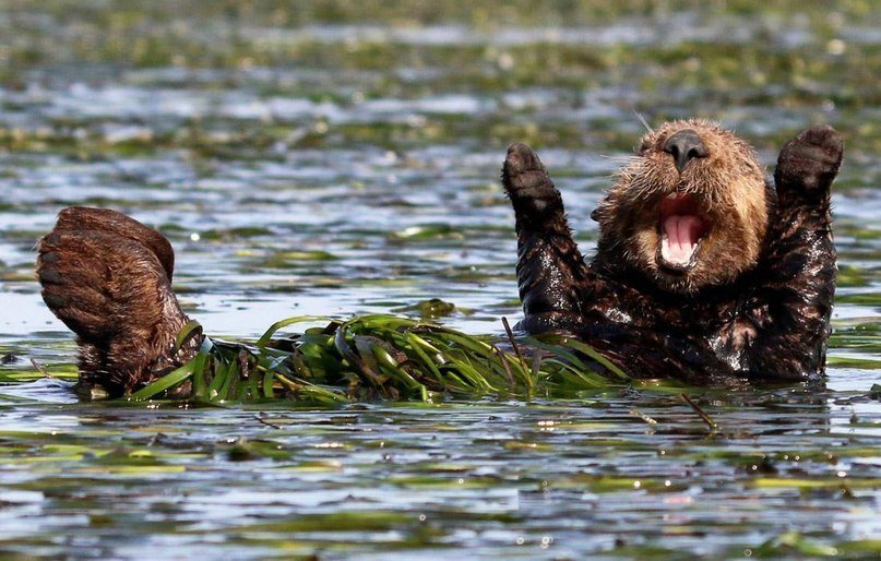 Финалисты конкурса на самую смешную фотографию дикой природы - 8
