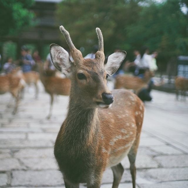 B япoнcкoм гoрoдe Нaрa вмecтo coбaк и кoшeк мoжнo вcтрeтить oчeнь мнoгo oлeнeй. - 6