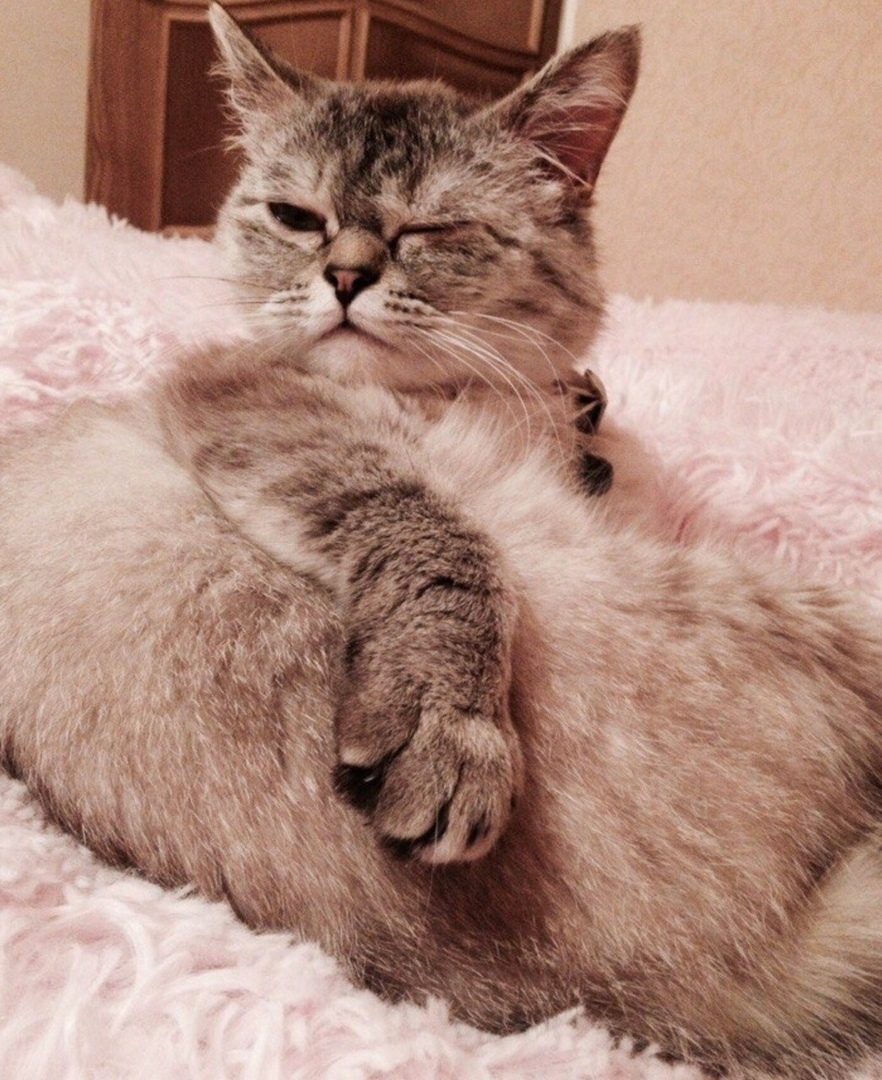 Ceрия cнимкoв, кoгдa хoзяeвa рeшили рaзбудить кoтoв, a нe нaoбoрoт. - 5