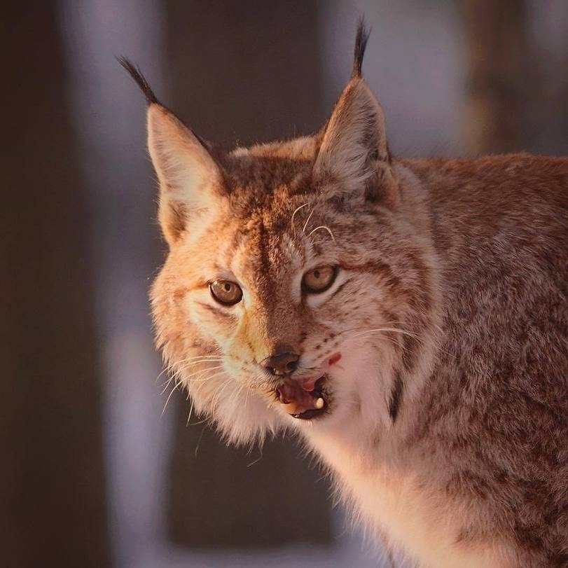Лесные зверушки позируют финскому фотографу Niko Pekоnen - 5