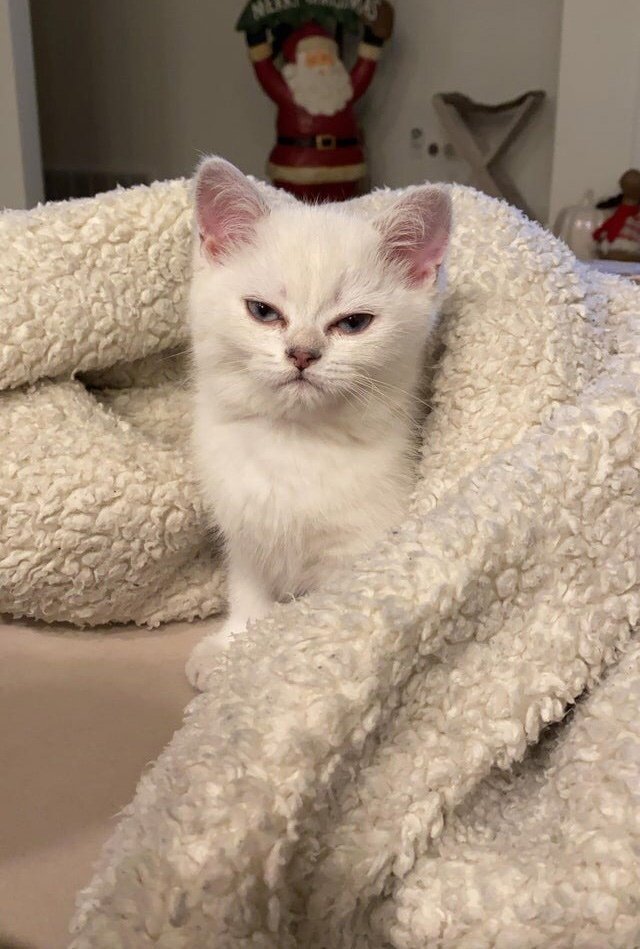 Когда утром встал раньше, чтобы разбудить котейку, а не как обычно - 7