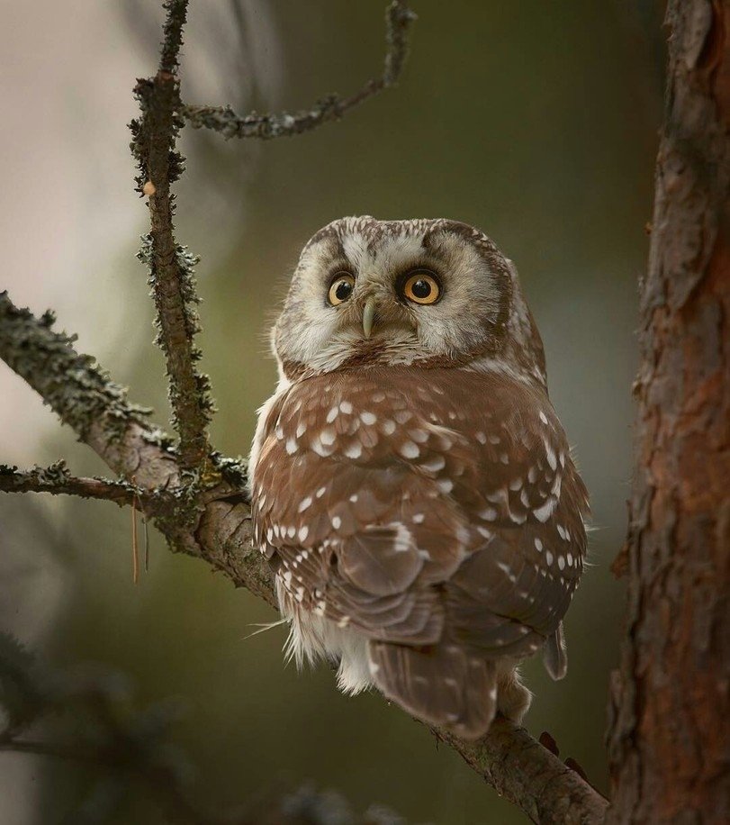 Лесные зверушки позируют финскому фотографу Niko Pekоnen - 9
