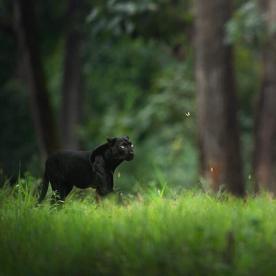 Грациозная  индийская пантера в индийских джунглях, фотограф Shaaz Jung - 6