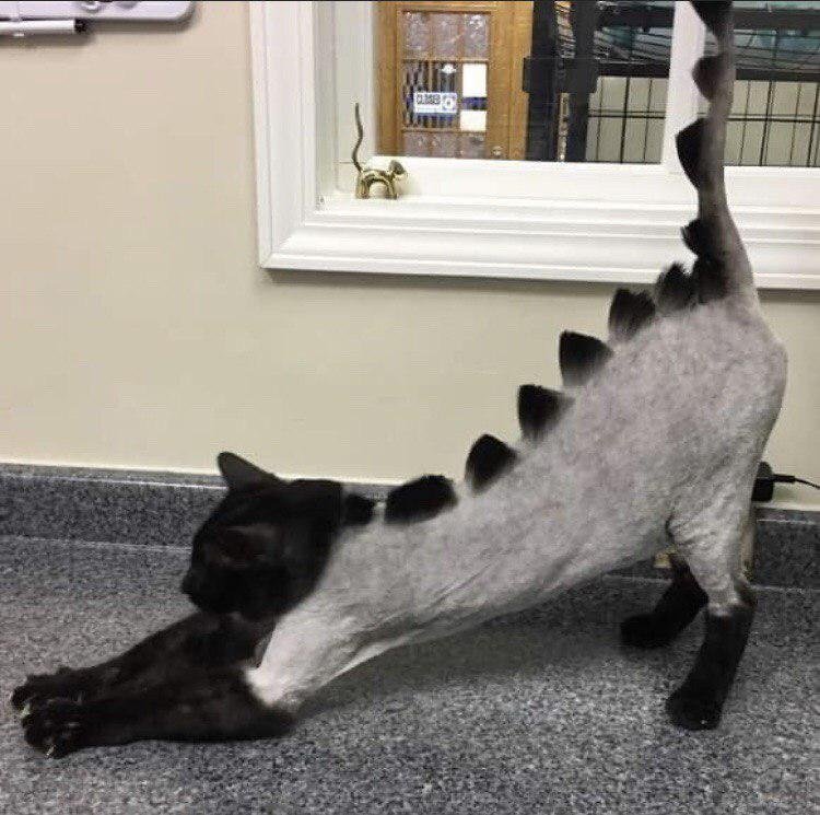 Фантазийные стрижки котов. Как считаете, такие стрижки - хорошо или плохо?