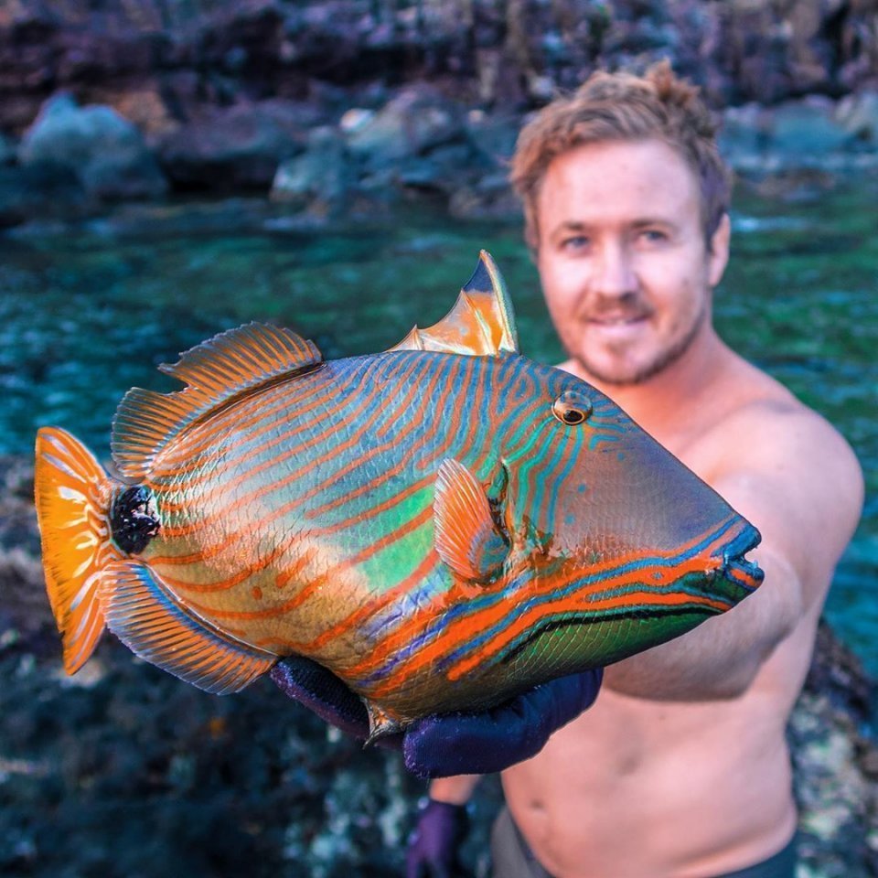 Вот таких ярких рыбок ловят на Японских островах. А потом - отпускают обратно - 8