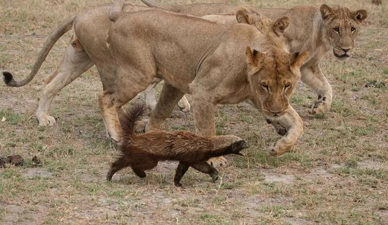 Медоеды - одни из самых свирепых и безбашенных животных - 5