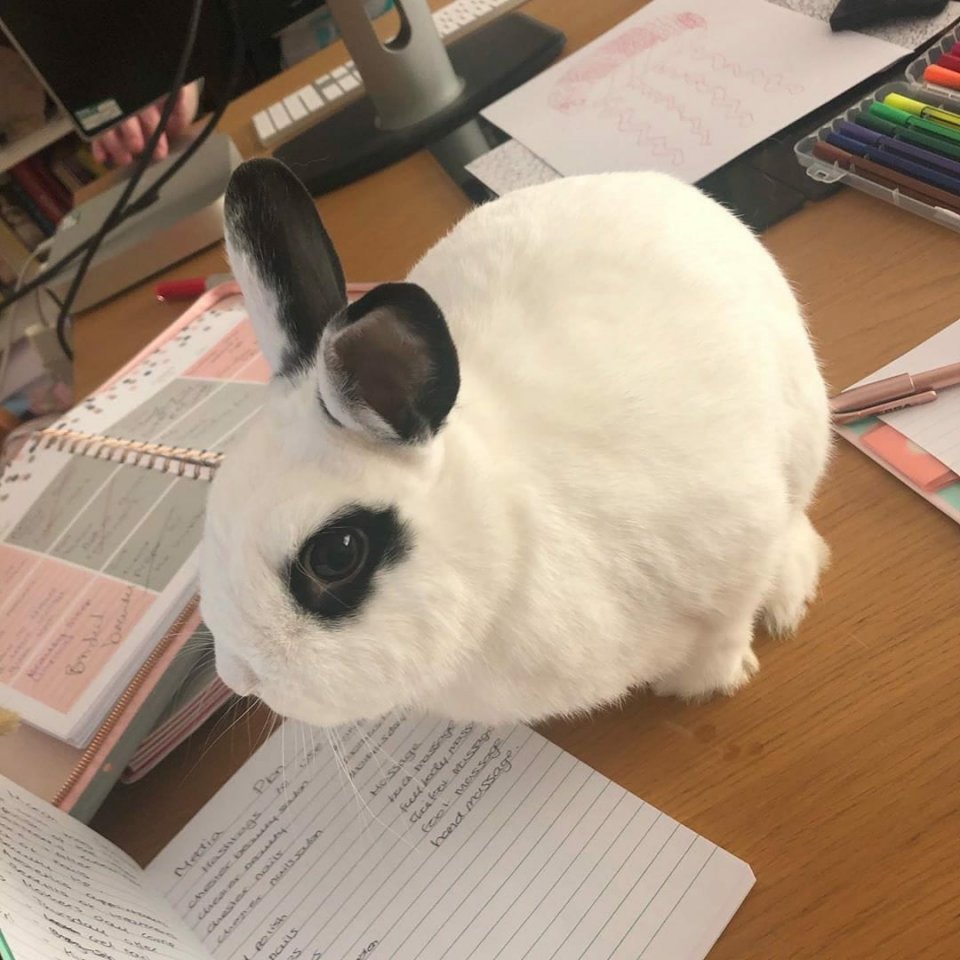 Пока мы тоскуем, сидя дома, наши питомцы счастливы, потому что хозяева рядом... - 8