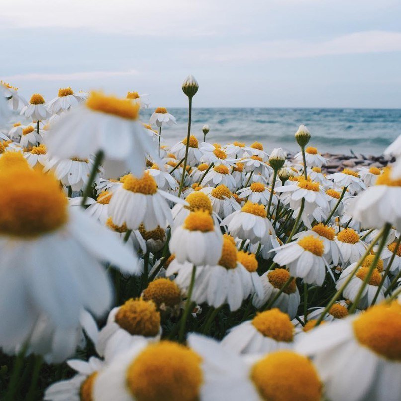 Ромашки - это маленькое солнце