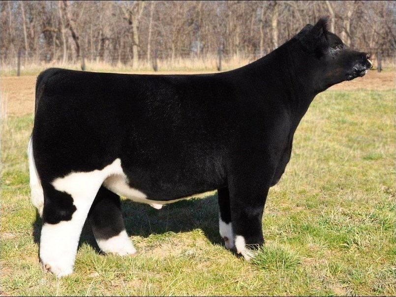 Плюшевые безрогие коровки из Айовы - 7