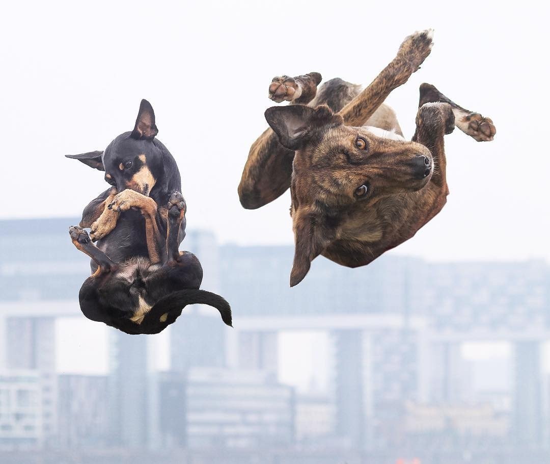 Животные умеют быть настоящи��и друзьями - 7