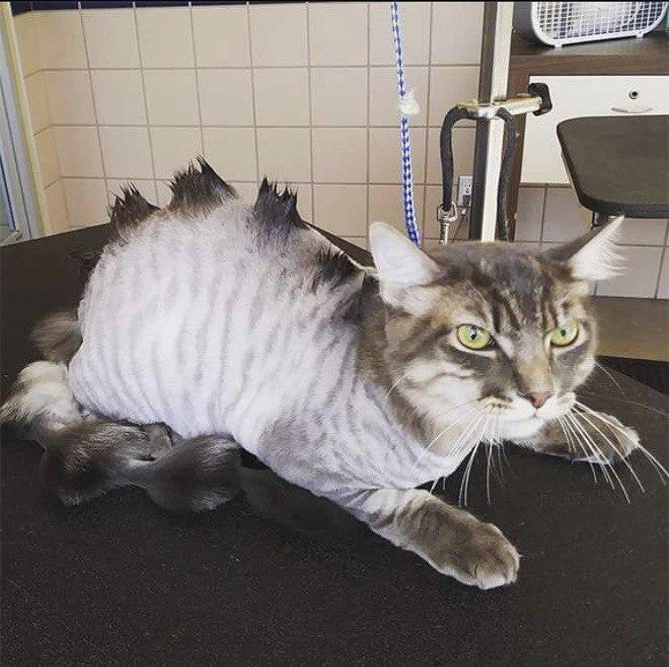 Фантазийные стрижки котов. Как считаете, такие стрижки - хорошо или плохо? - 6