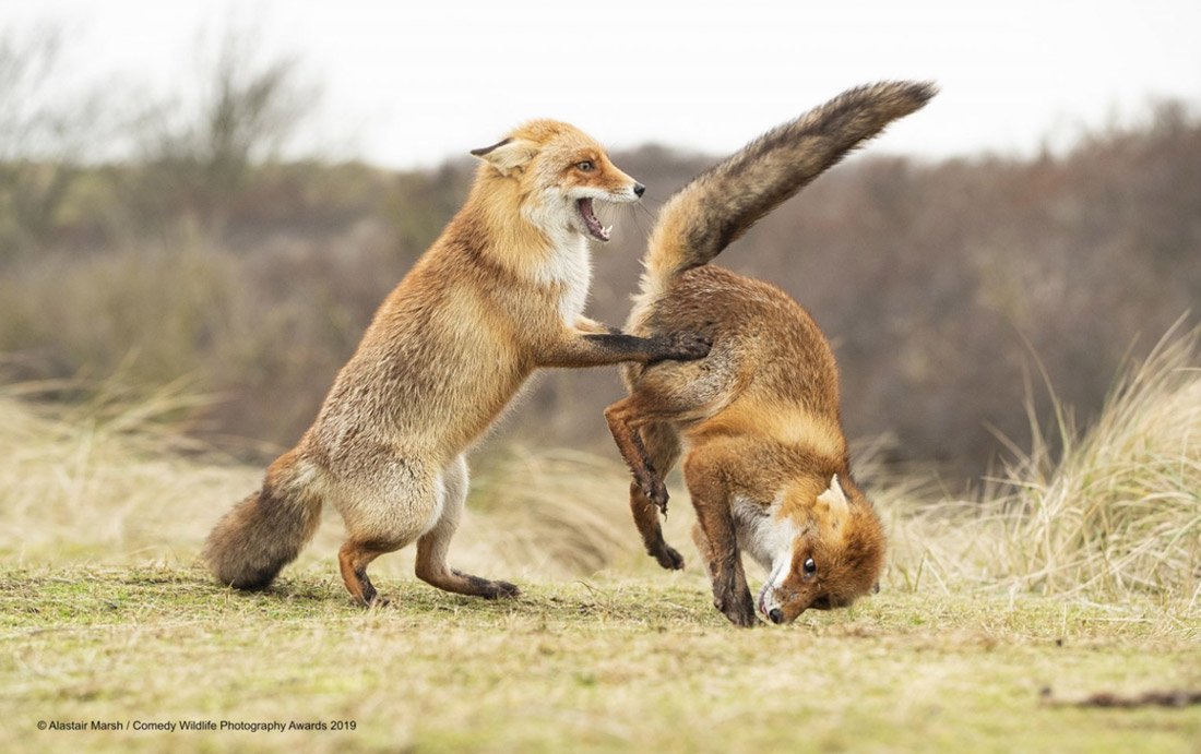 Снимки финалистов конкурса на самое смешное фото дикой природы - 7