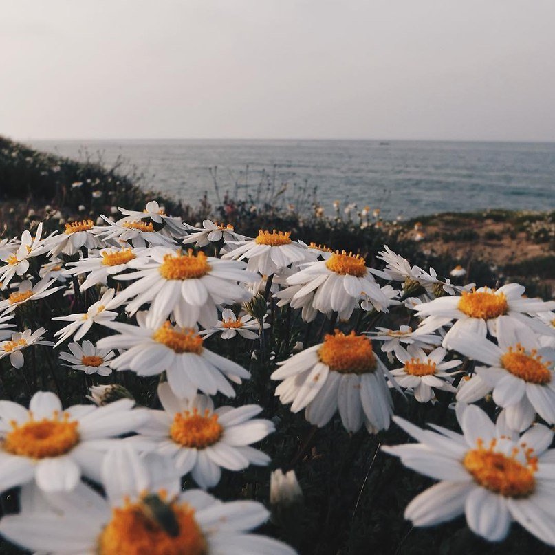 Ромашки - это маленькое солнце - 5