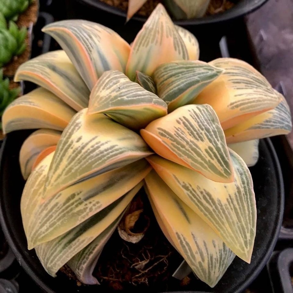 Суккуленты выглядят так будт�� прилетели из других галактик - 9