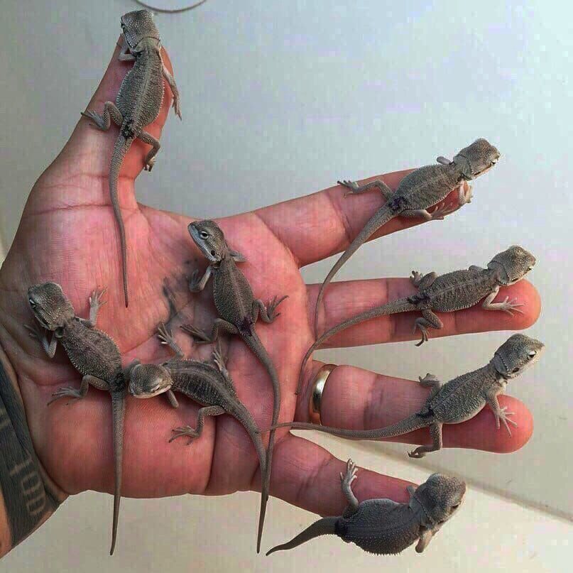 Счастья полные ладони - 5