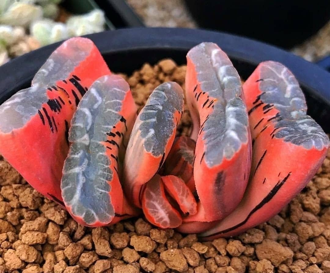 Суккуленты выглядят так будт�� прилетели из других галактик - 8