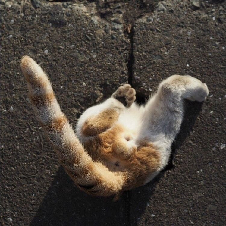 Уровень маскировки — кот - 5