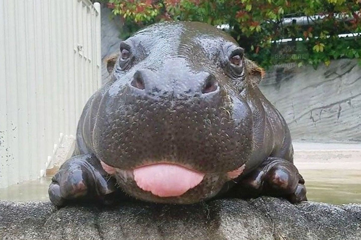 Крошки-бегемотики. Между прочим, самое опасное животное Африки - 6