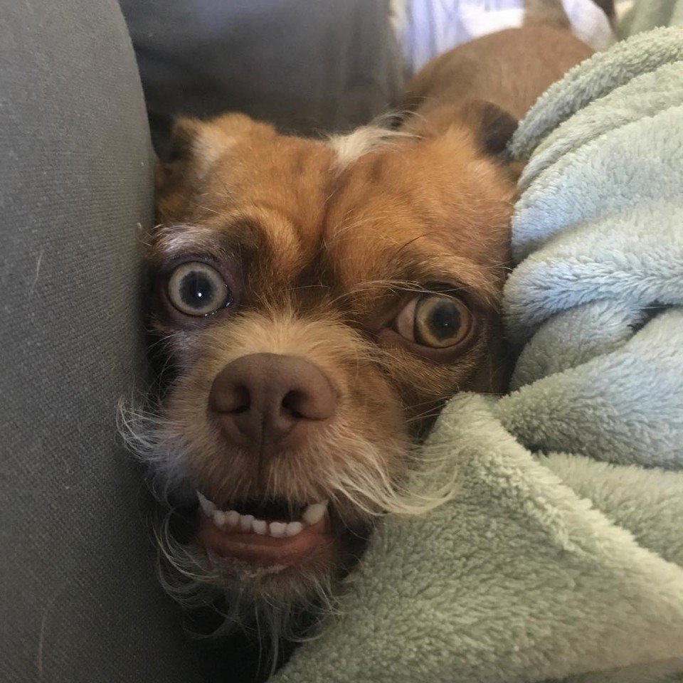 Это пес Бекон, и у него харизм�� больше, чем у многих актеров наших сериалов - 7