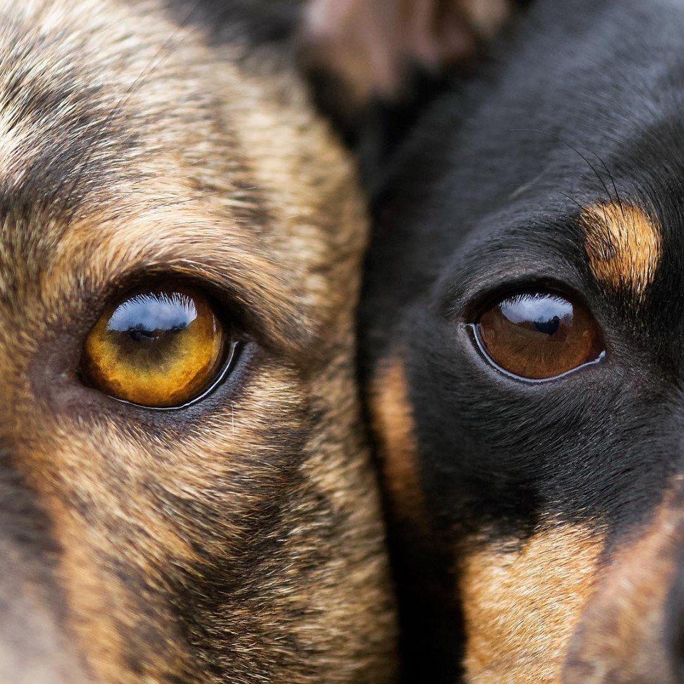 Животные умеют быть настоящи��и друзьями - 8