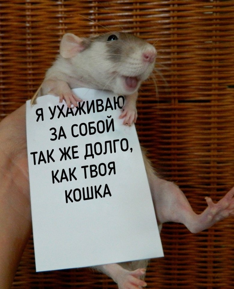 Домашняя крыска спешит вам напомнить: - 5