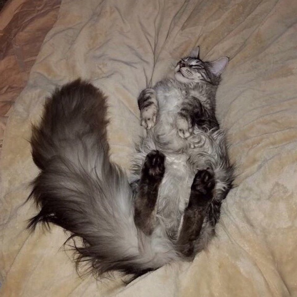 Просто шикарные хвостяры - 5