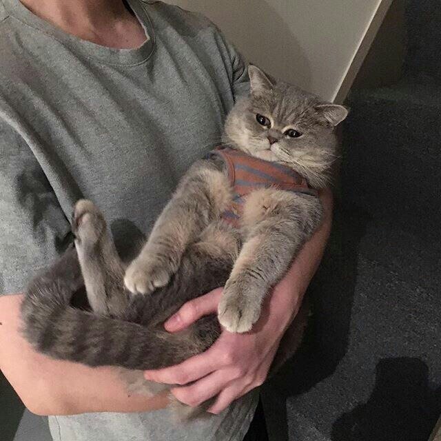 Когда берешь котейку на ручки: - 5