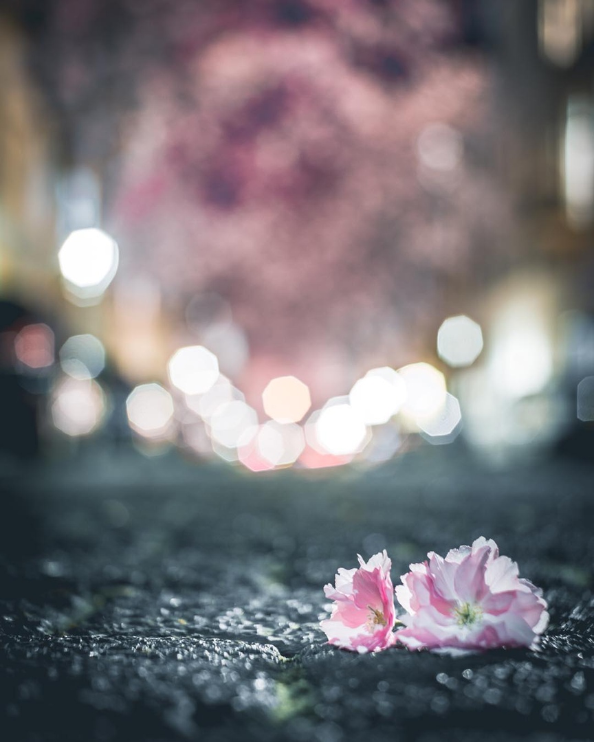 Одна из самых красивых улиц мира находится в Бонне, Германия - 5