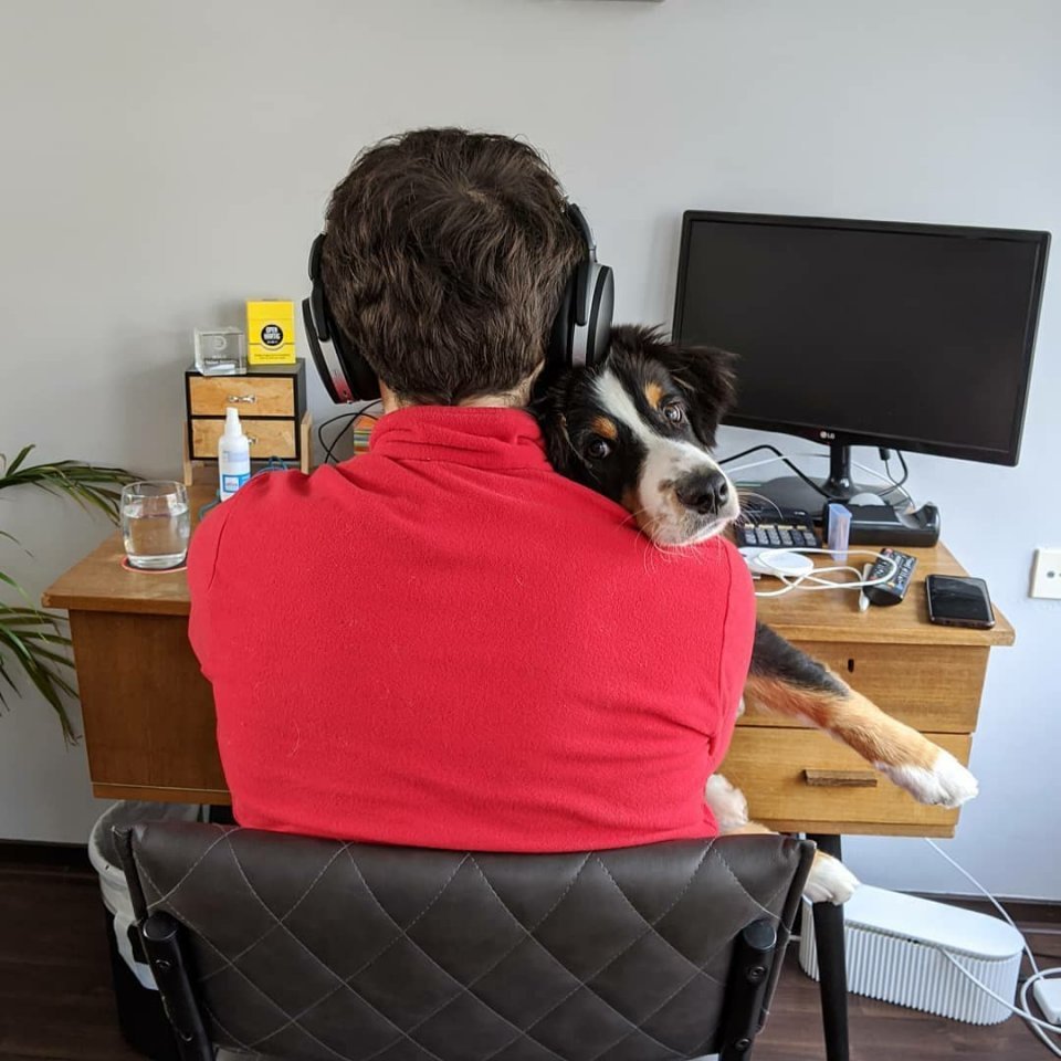 Пока мы тоскуем, сидя дома, наши питомцы счастливы, потому что хозяева рядом... - 6