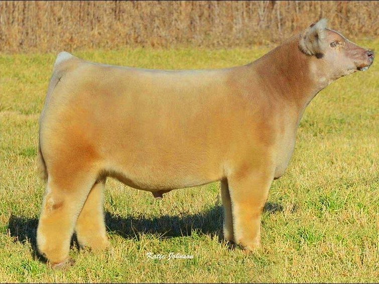 Плюшевые безрогие коровки из Айовы - 6