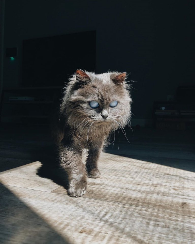 Маленький слепой котик по имени Мерлин, которому повезло найти своего человека