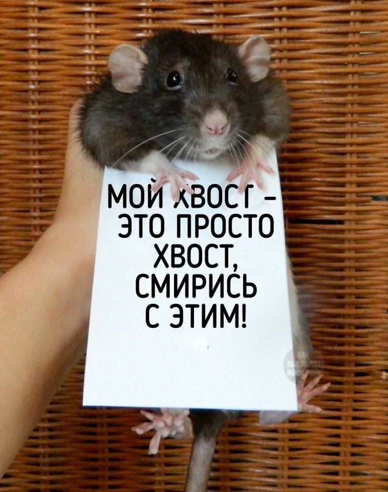 Домашняя крыска спешит вам напомнить: - 6