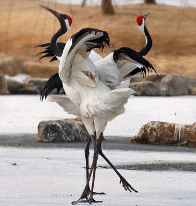 Журавлиный танец любви