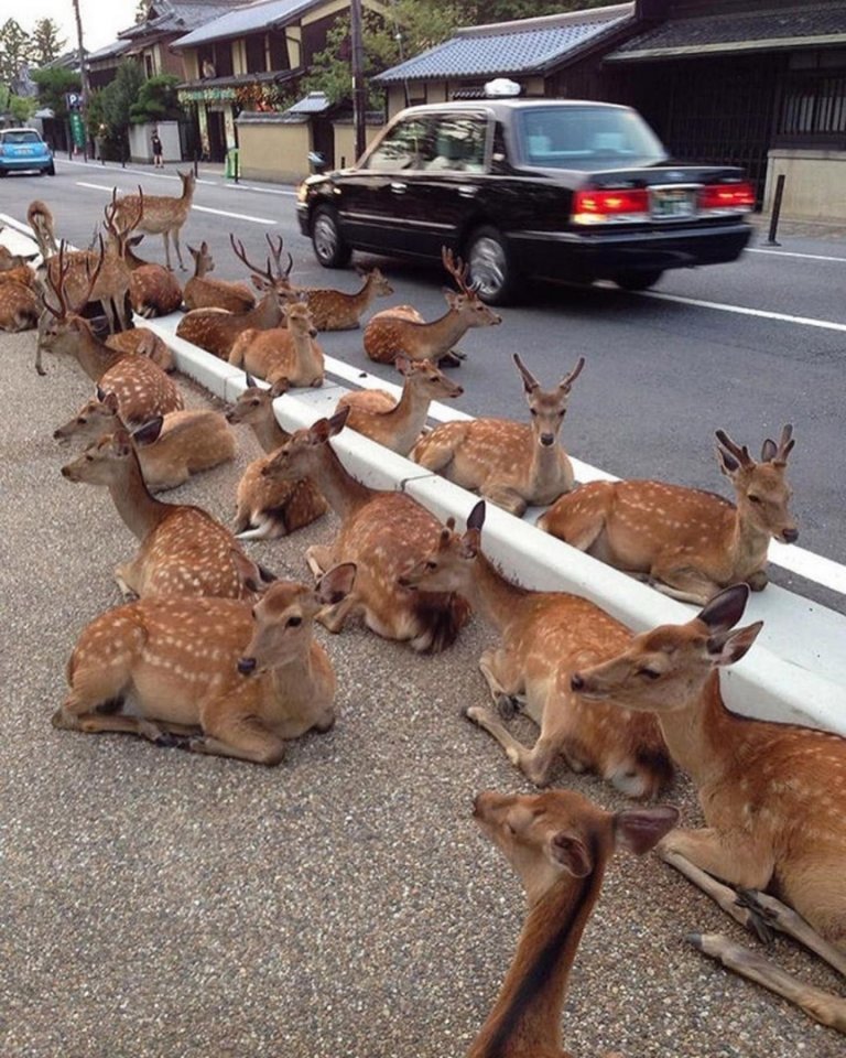 В городе Нара, Япония, вместо ��ошек и собак по улицам бегают стайки оленей - 7