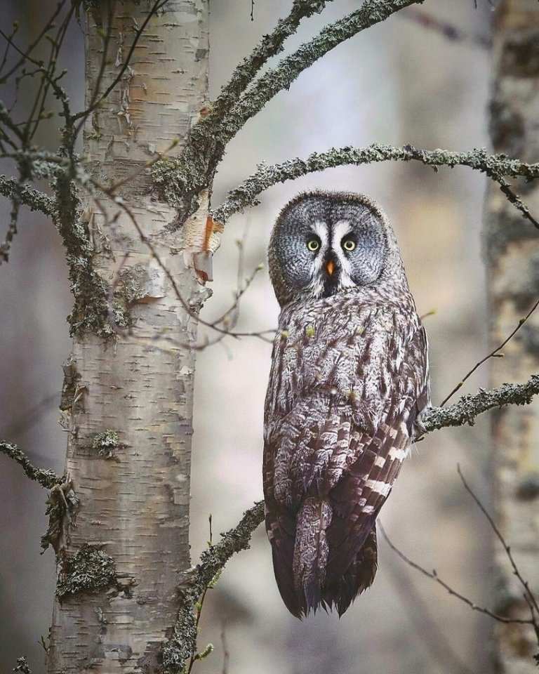 Лесные зверушки позируют финскому фотографу Niko Pekоnen - 6