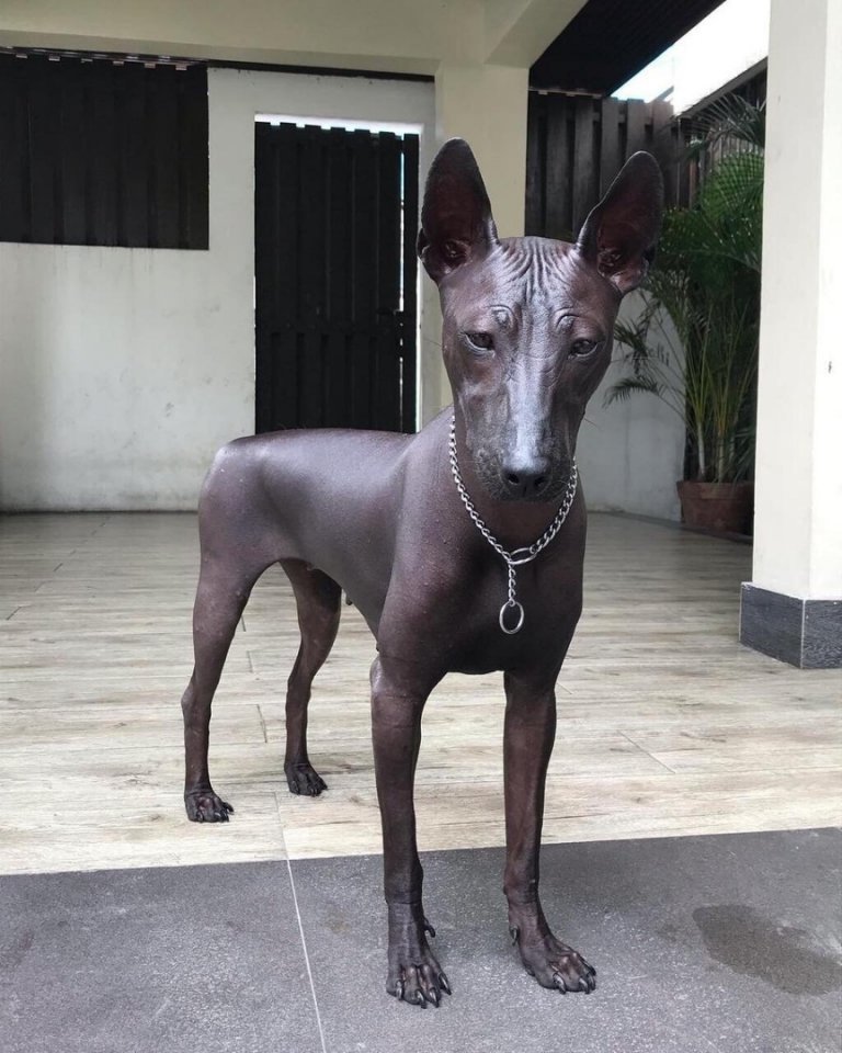 Мексиканская голая собака. Как вам такая порода? - 7
