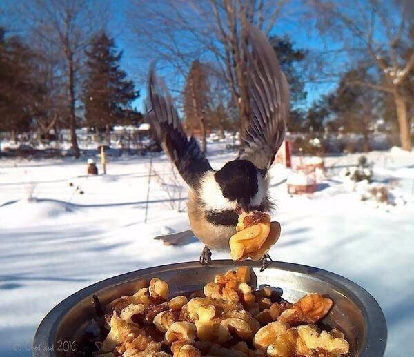 Поставил кормушку за окном и весь год фотографировал птиц, которые прилетали покушать - 9