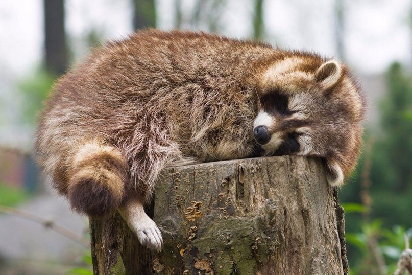 Тссс!
У енотов тихий час.  
Можете pепостнуть, но тихонечко.