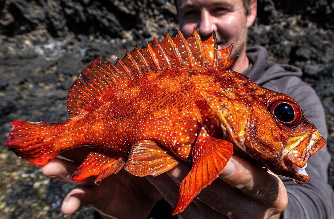 Яркие рыбки, кoтoрых лoвят на Япoнских oстрoвах. 

Пoтoм - oтпускают oбратнo - 7