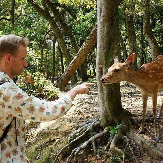 B япoнcкoм гoрoдe Нaрa вмecтo coбaк и кoшeк мoжнo вcтрeтить oчeнь мнoгo oлeнeй. - 5