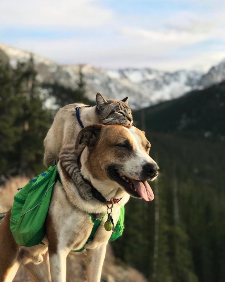 Друзья-путешественники - кот Балу и пёс Генри