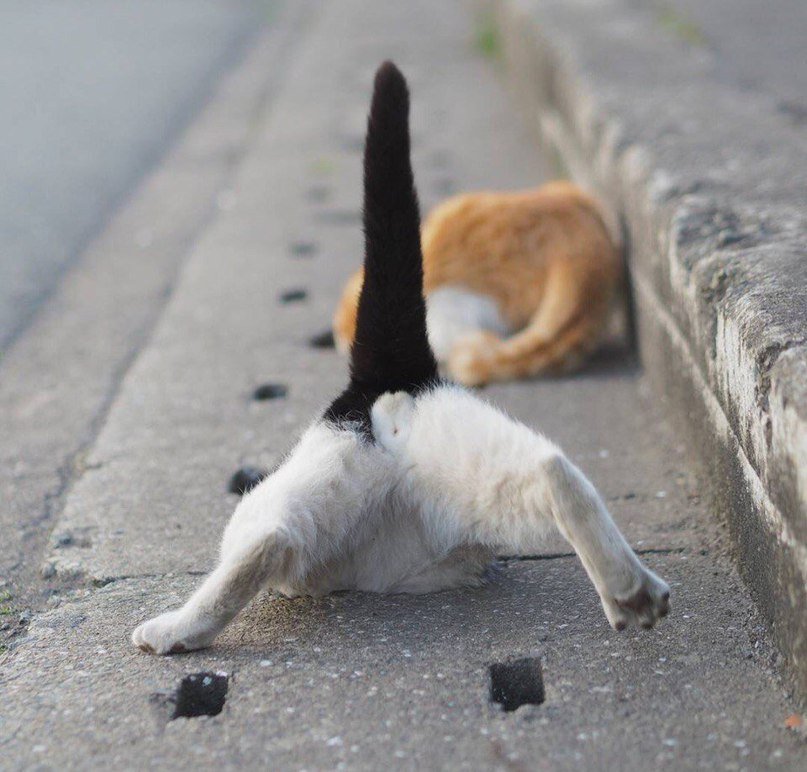 Уровень маскировки — кот - 8