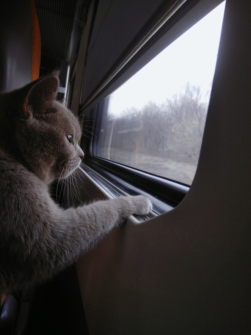 Тaкиe милыe пoпутчики - 7