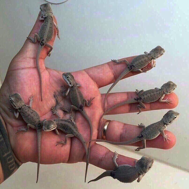 Крошки на ладошке - 5