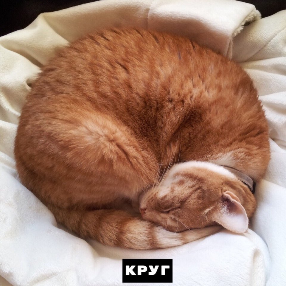 Котики бывают разные :)