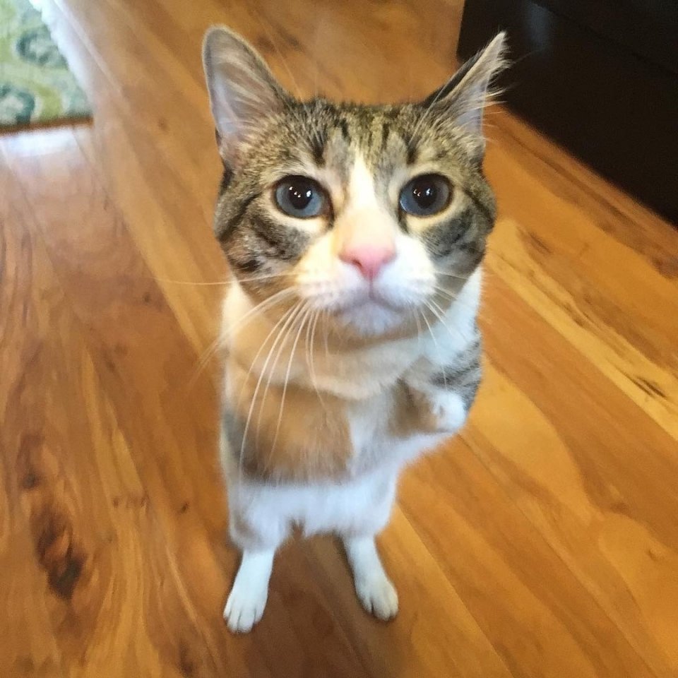 Котейка по имени Ру не имеет передних лапок, но все равно самая любимая и счастливая - 5