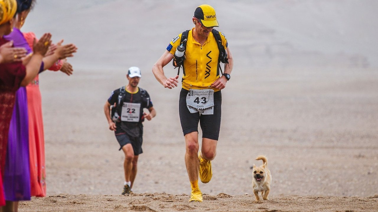 Собачка Гоби бежала за марафонцами больше 100 км по пустыне, и в конце концов один из них забрал ее с собой домой. Вот что значит целеустремленность и настойчивость!