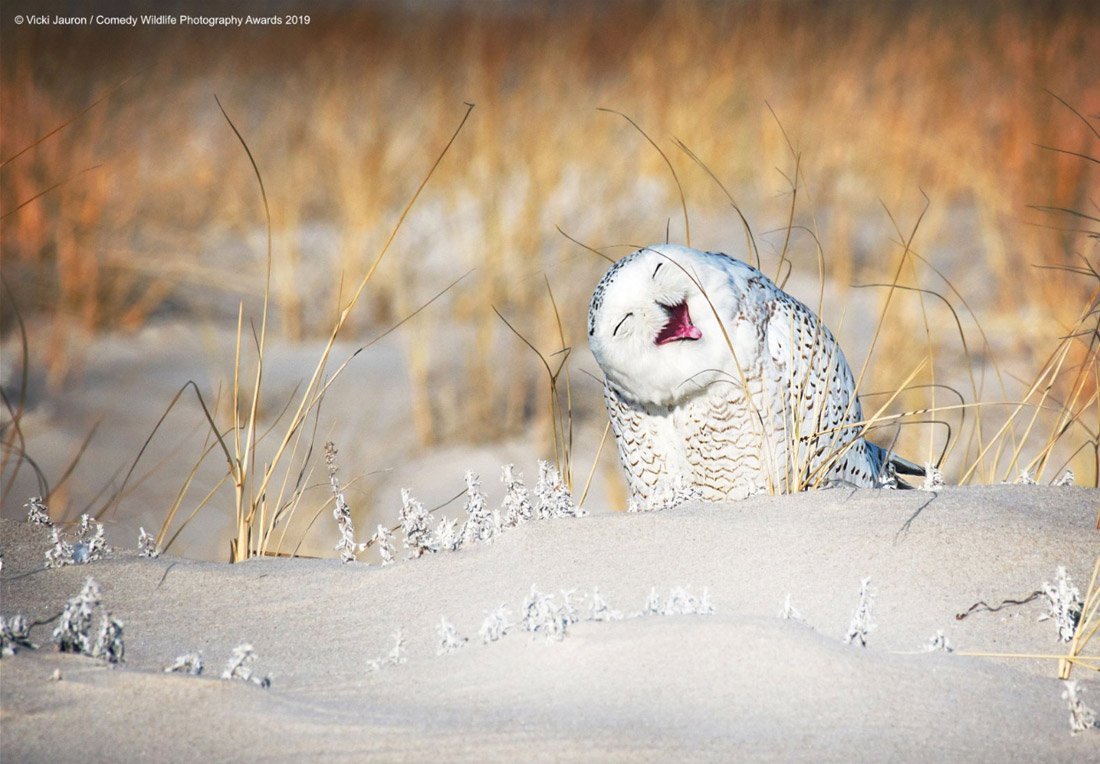 Снимки финалистов конкурса на самое смешное фото дикой природы - 9